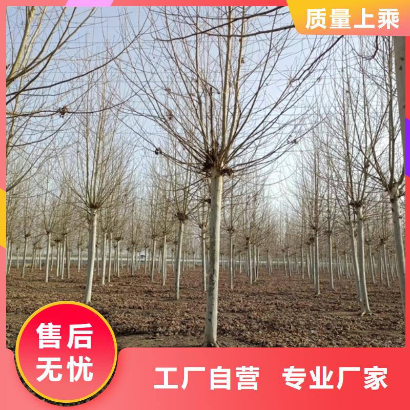 法桐美国红枫多行业适用