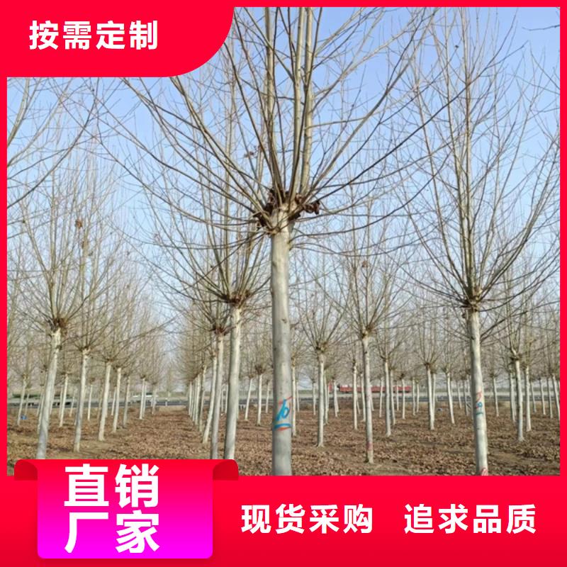 法桐,金叶白蜡产品参数