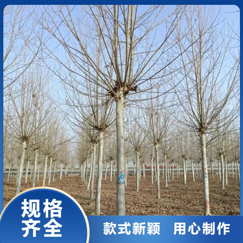 法桐黄金槐可放心采购