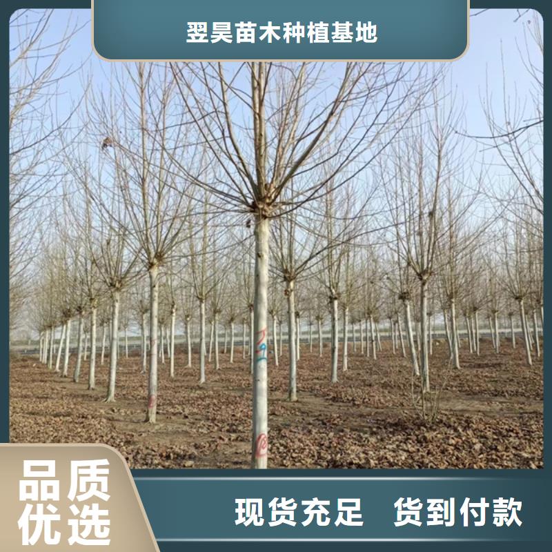 法桐国槐专注生产N年