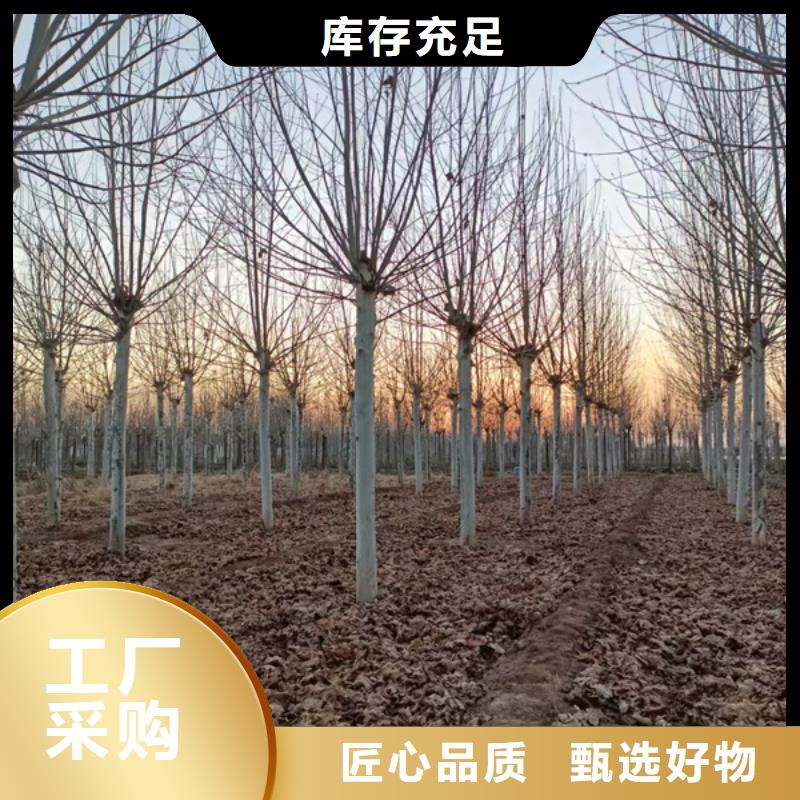 法桐金叶槐可放心采购