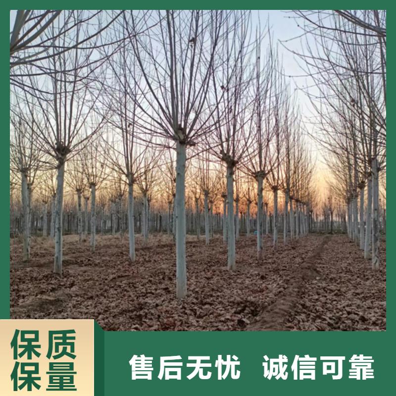 【法桐国槐精心】