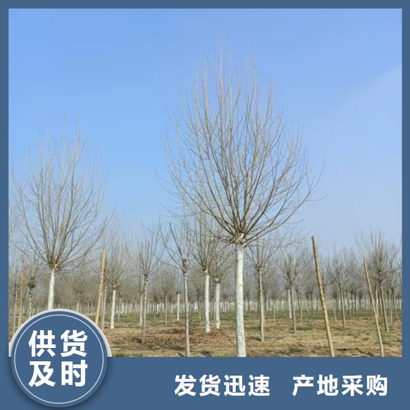 法桐 白蜡适用范围广