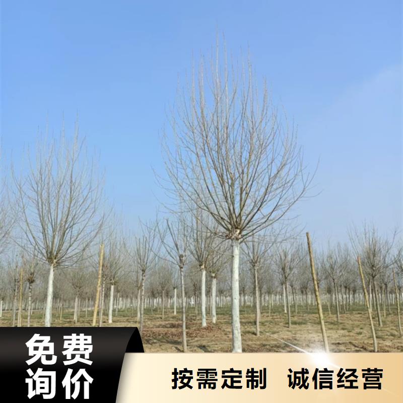 【法桐 美国红枫供货及时】