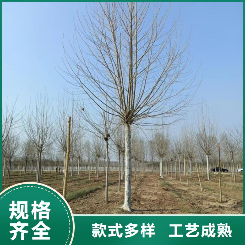 法桐国槐专注生产N年
