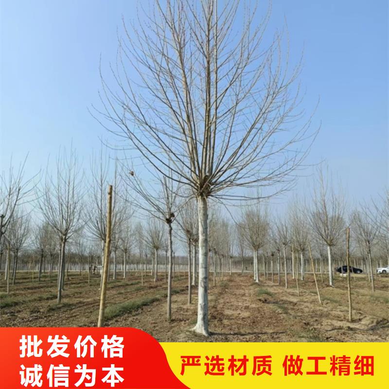 法桐-五角枫源头厂商