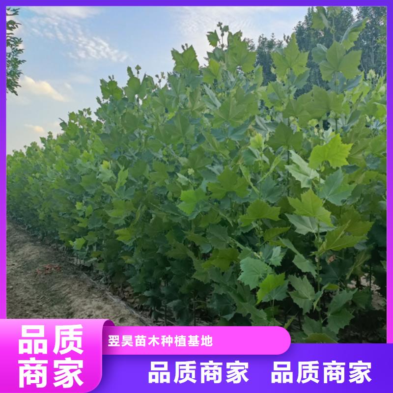法桐 白蜡适用范围广