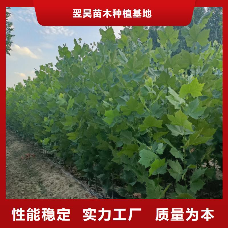 法桐截杆发帽价格低