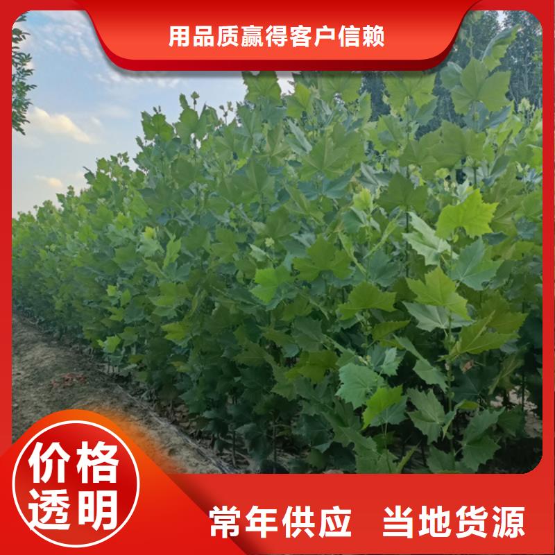法桐截杆发帽源头实体厂商