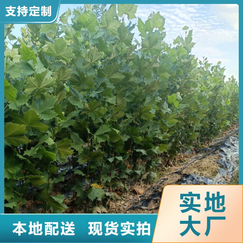 法桐金叶白蜡快捷物流