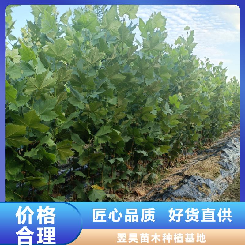 【法桐,截杆发帽优选原材】