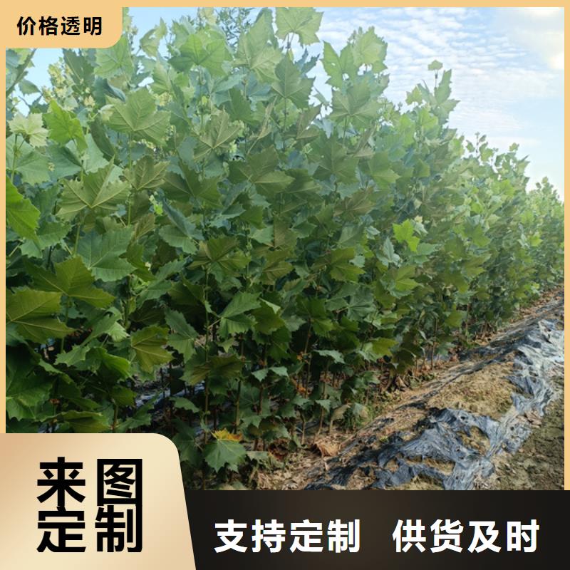 法桐国槐安装简单