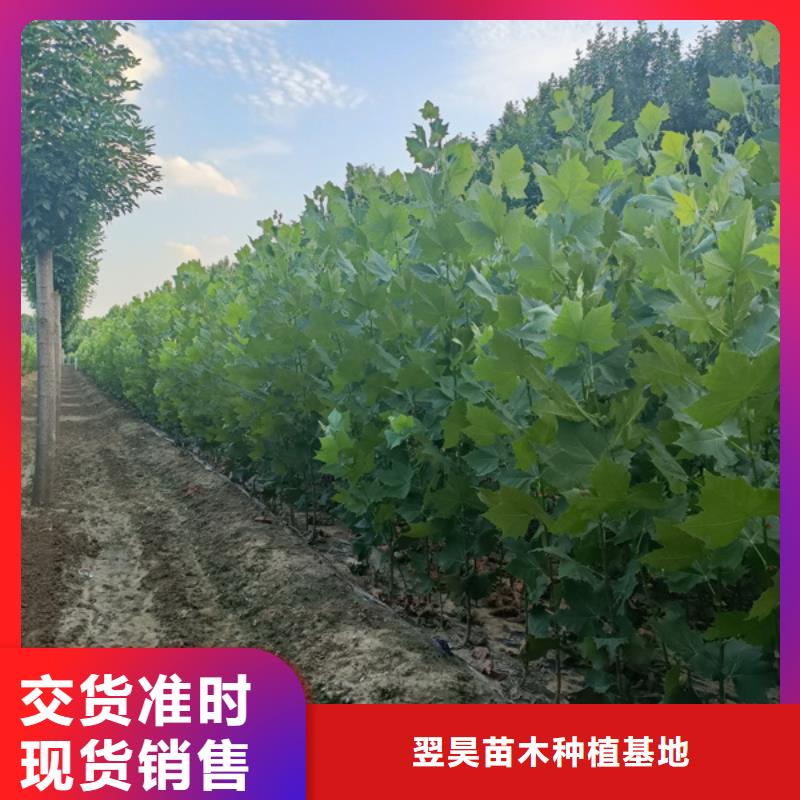 法桐金叶复叶槭品质优良