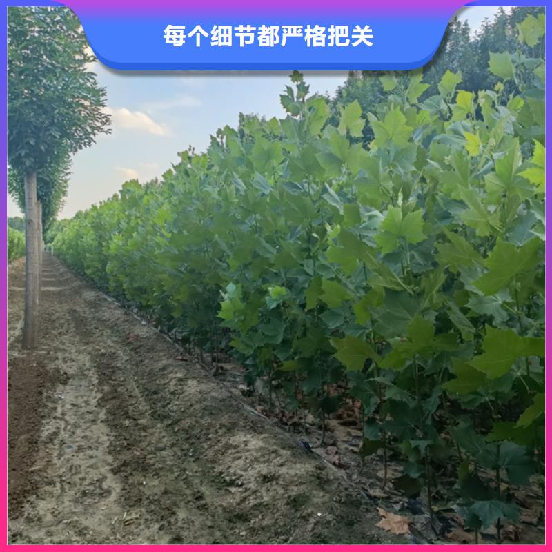 法桐北京栾厂家供应