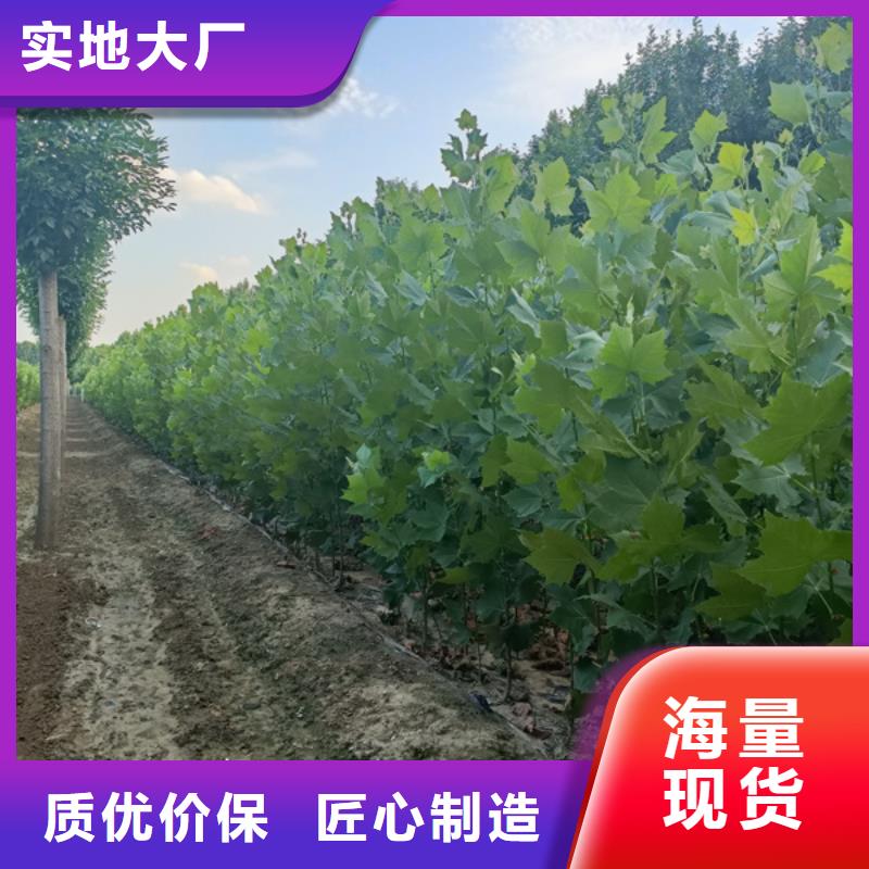 法桐秋紫白蜡免费回电