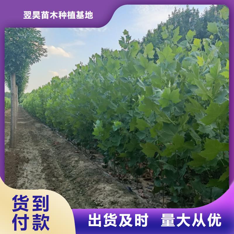 法桐金叶白蜡当地货源