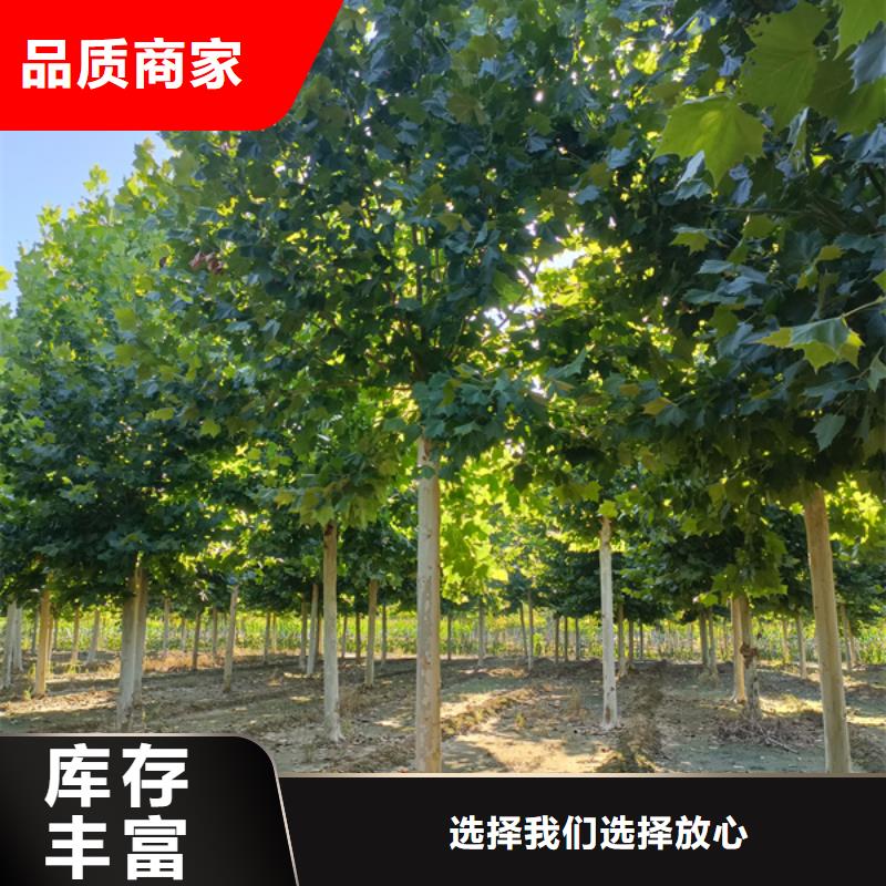 法桐金叶槐现货直发