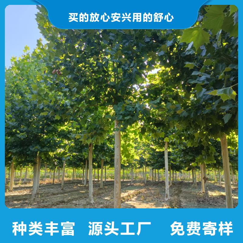 【法桐,截杆发帽优选原材】