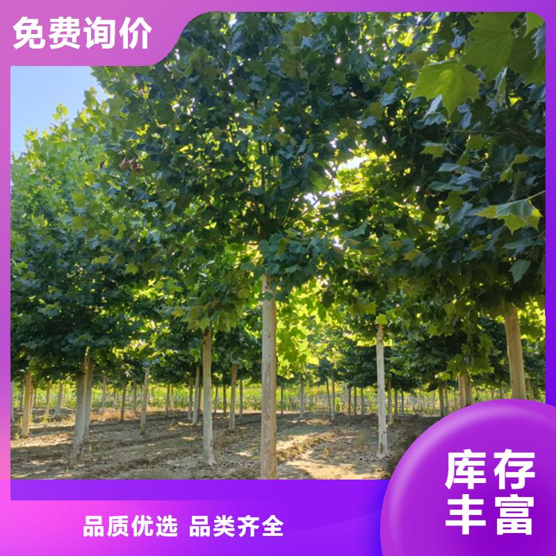 法桐,黄金槐精选优质材料