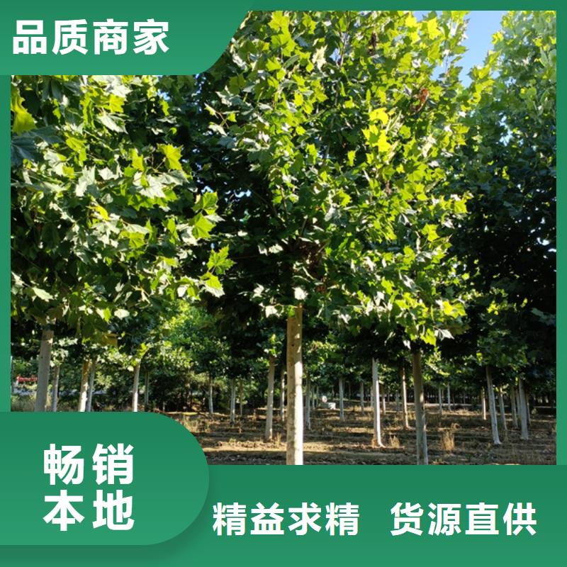 法桐西府海棠专注细节专注品质