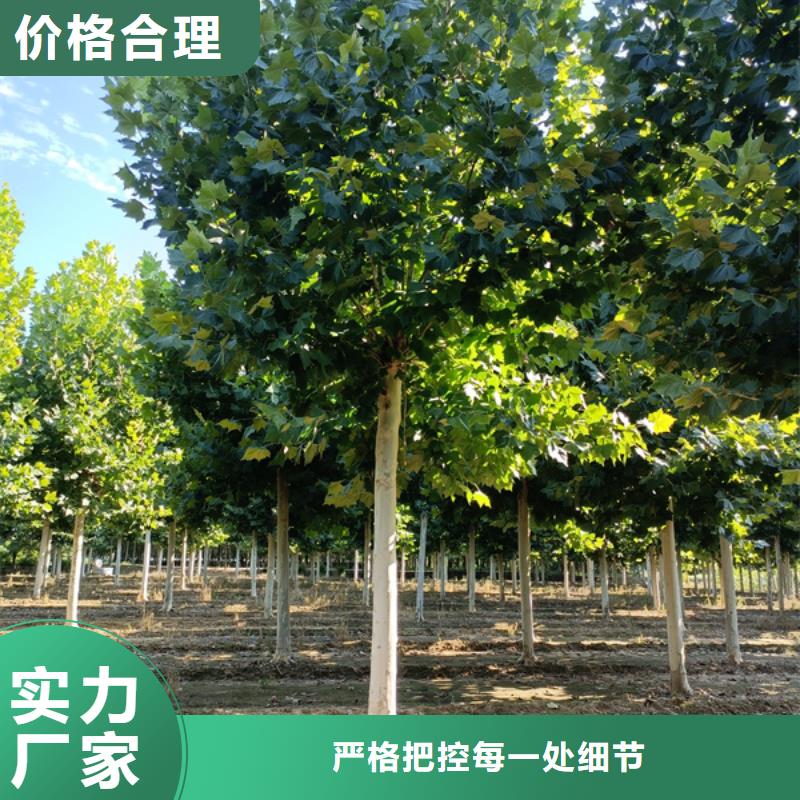 法桐北京栾厂家供应