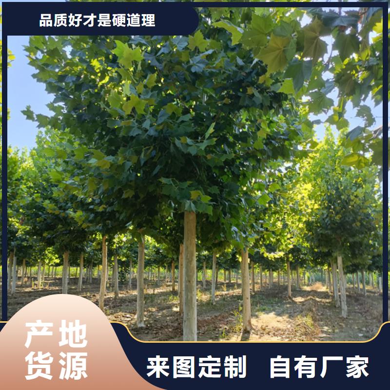 法桐金叶复叶槭一对一为您服务