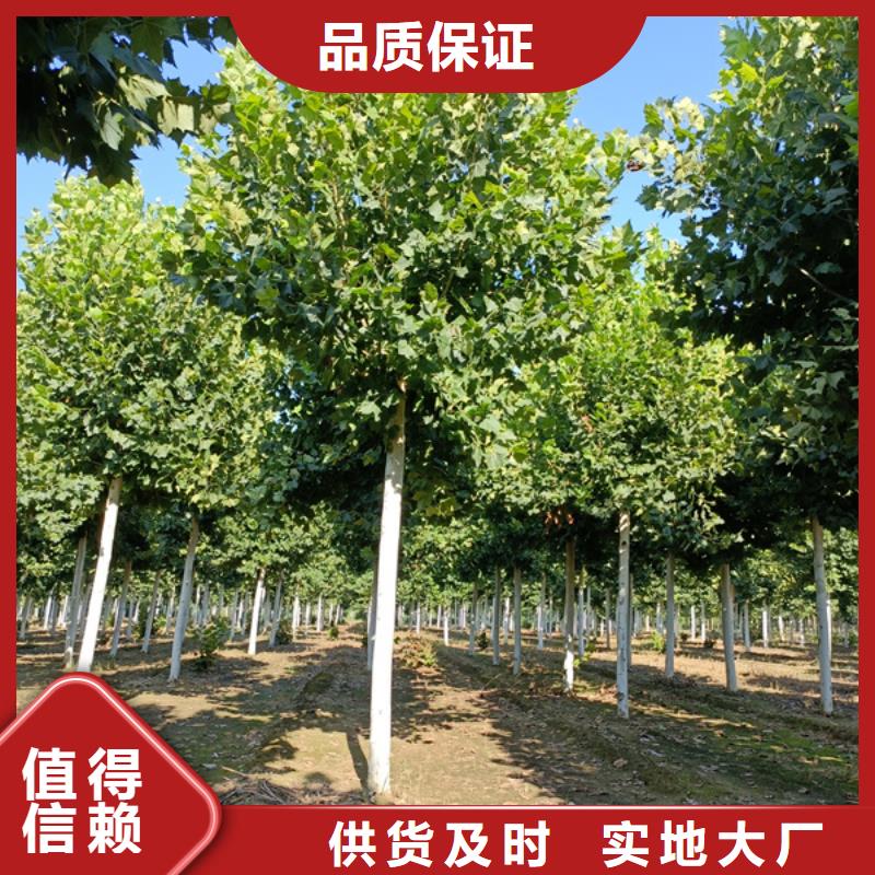 法桐美国红枫多行业适用