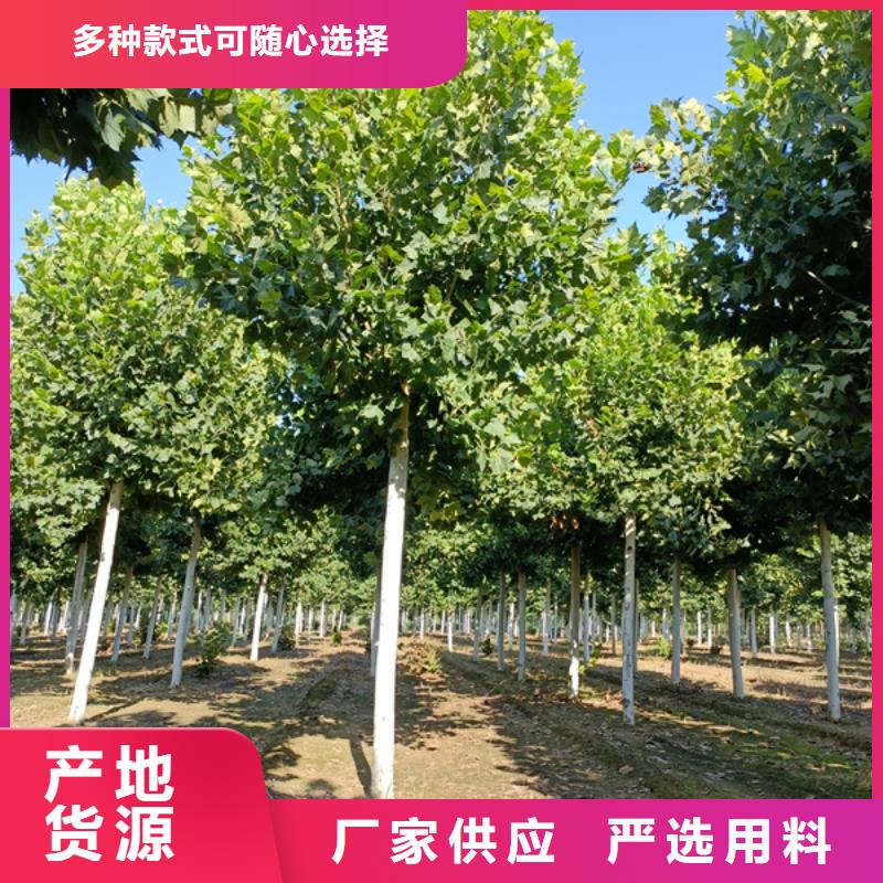 法桐截杆发帽源头实体厂商