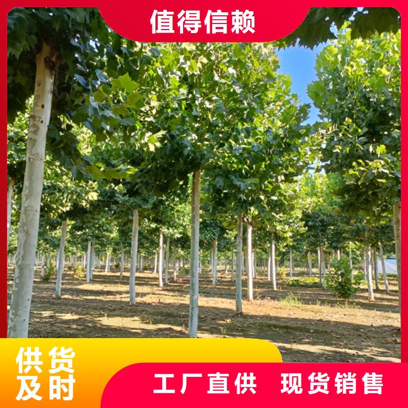 法桐 金叶白蜡诚信经营现货现发