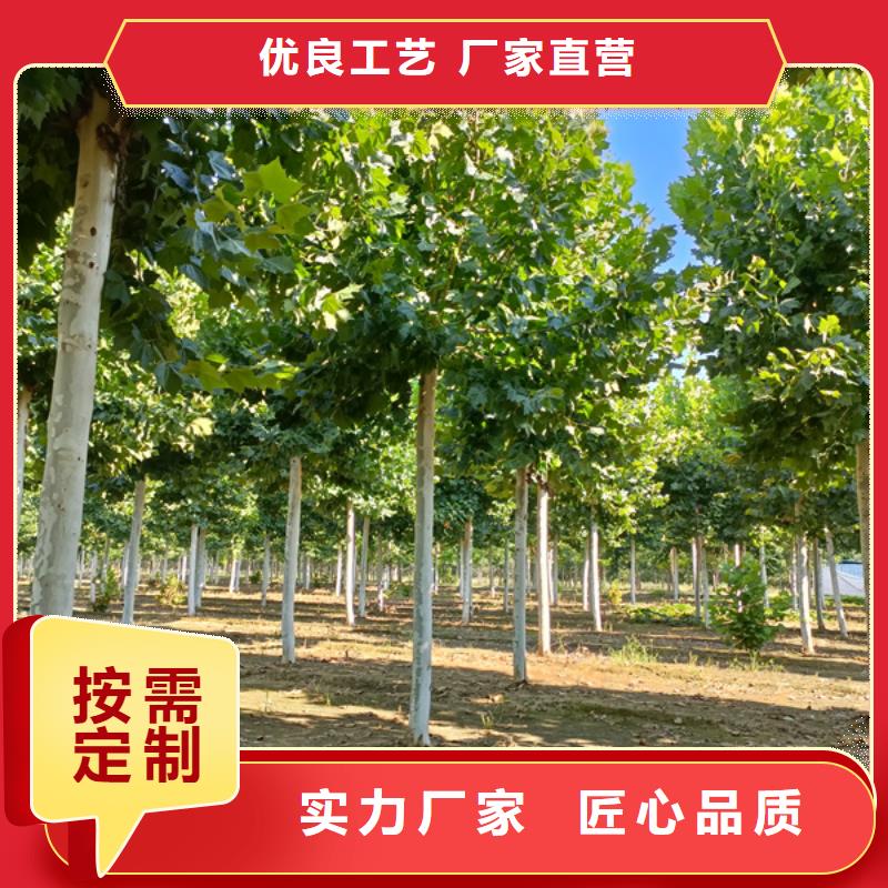 法桐-黄金槐拒绝伪劣产品