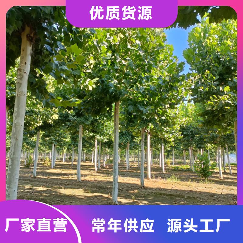 法桐国槐库存丰富