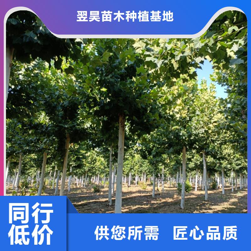 法桐-黄金槐拒绝伪劣产品