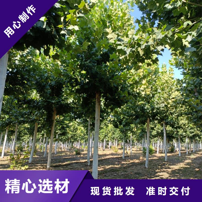【法桐】-截杆发帽海量库存