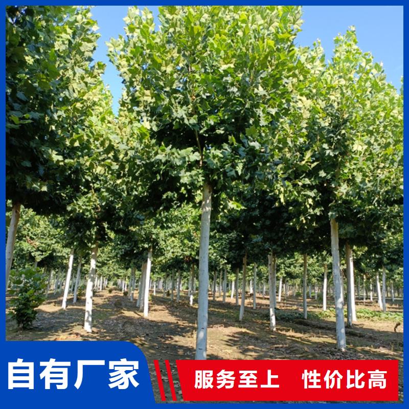法桐_樱花价格实在
