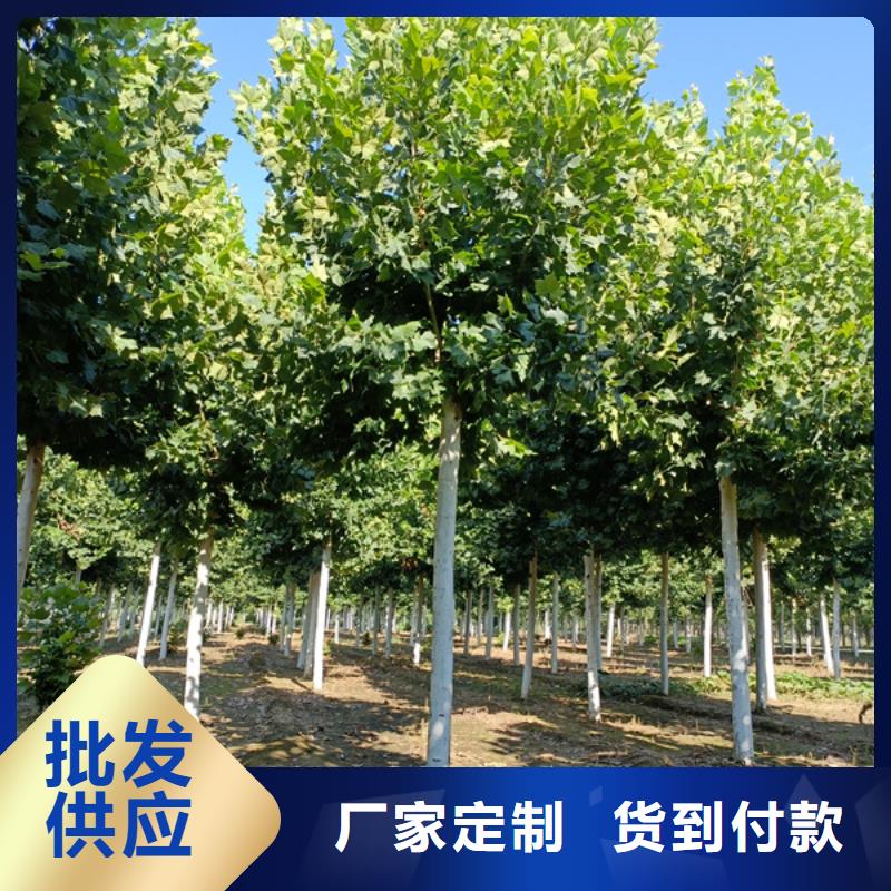 美国红枫视频-美国红枫-翌昊苗木种植基地(昭通市分公司)服务区域昭阳|镇雄|保山|丽江|曲靖|玉溪|临沧|迪庆