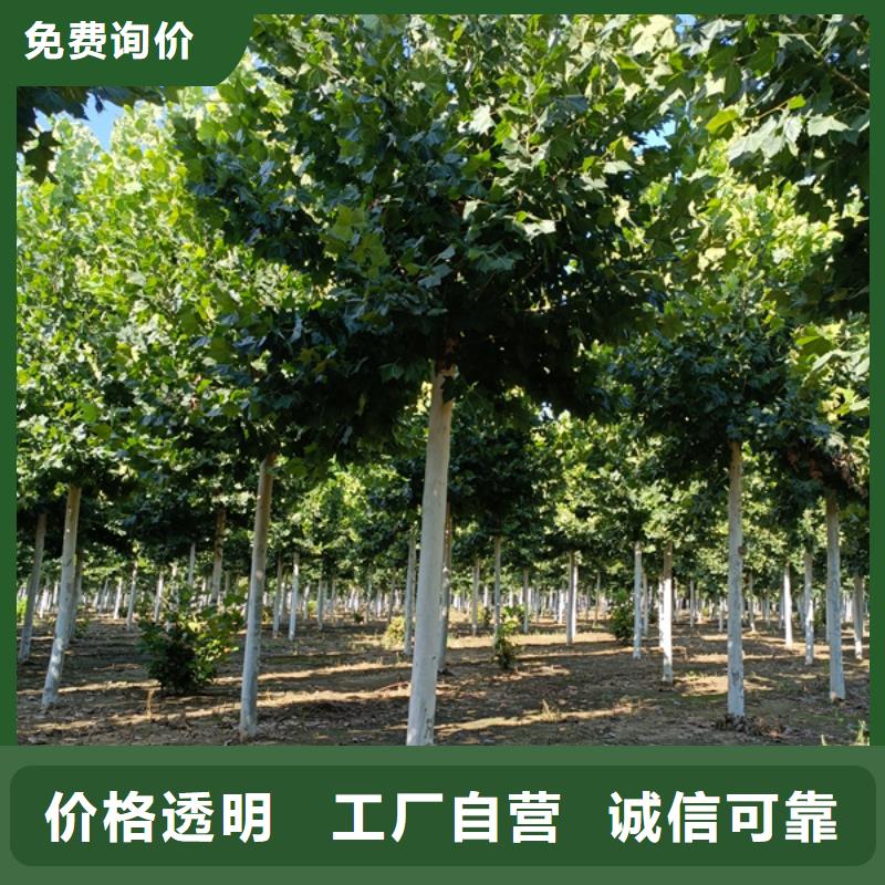 法桐美国红枫库存丰富