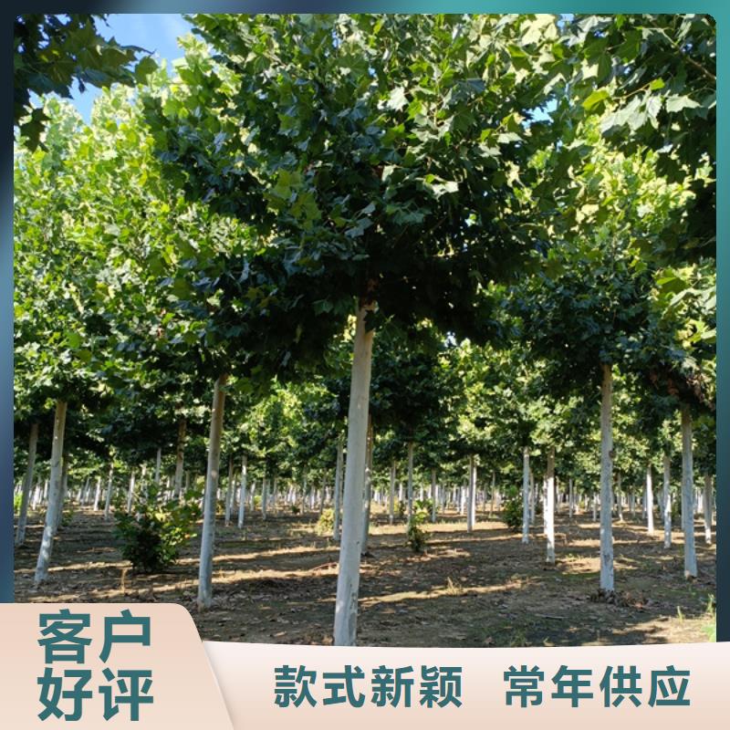法桐_北京栾支持非标定制