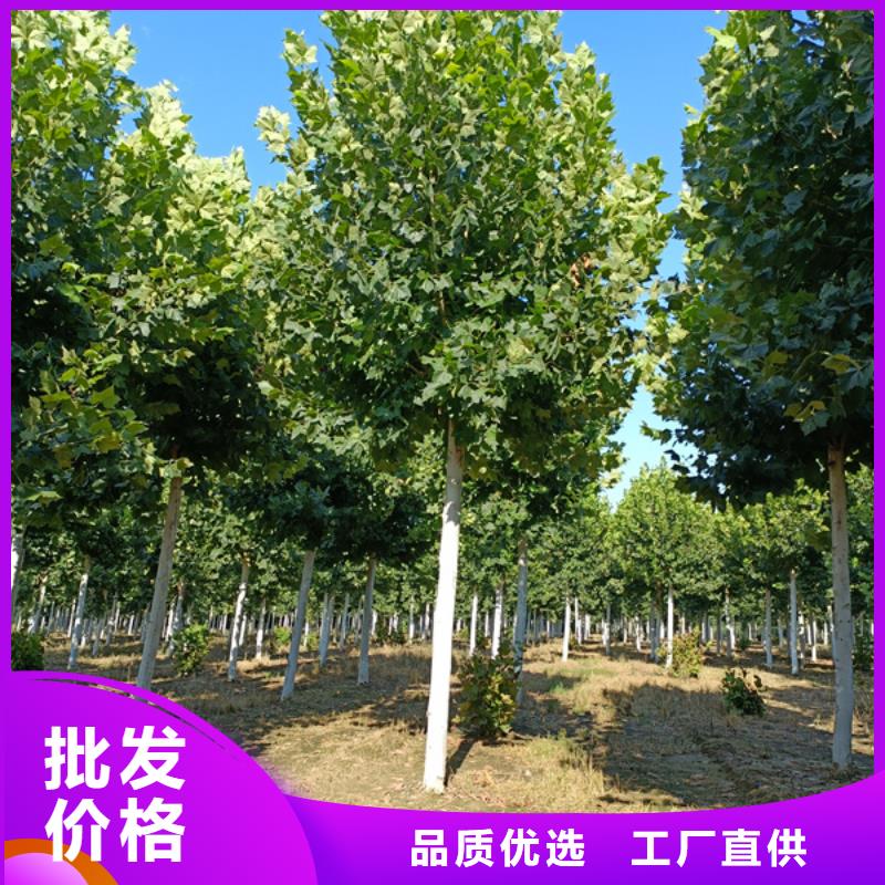 法桐金叶复叶槭品质优良