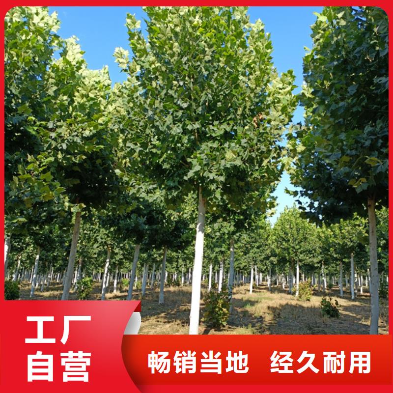 法桐北京栾厂家供应