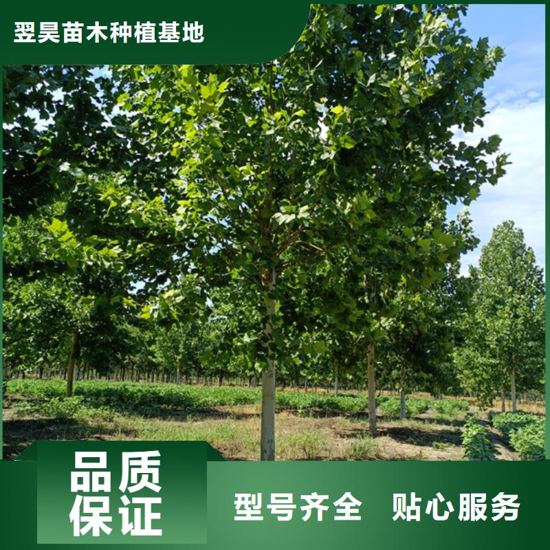 法桐国槐安装简单