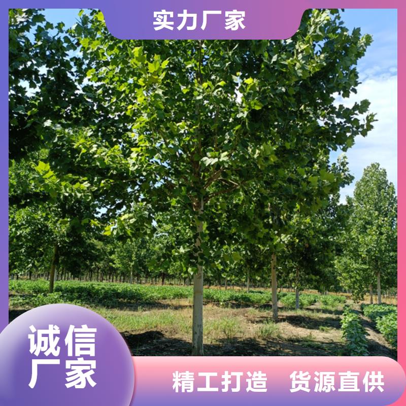法桐金叶复叶槭品质优良