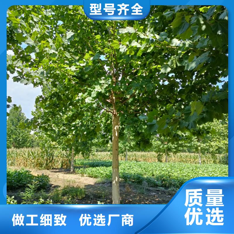 法桐,截杆发帽价格实惠