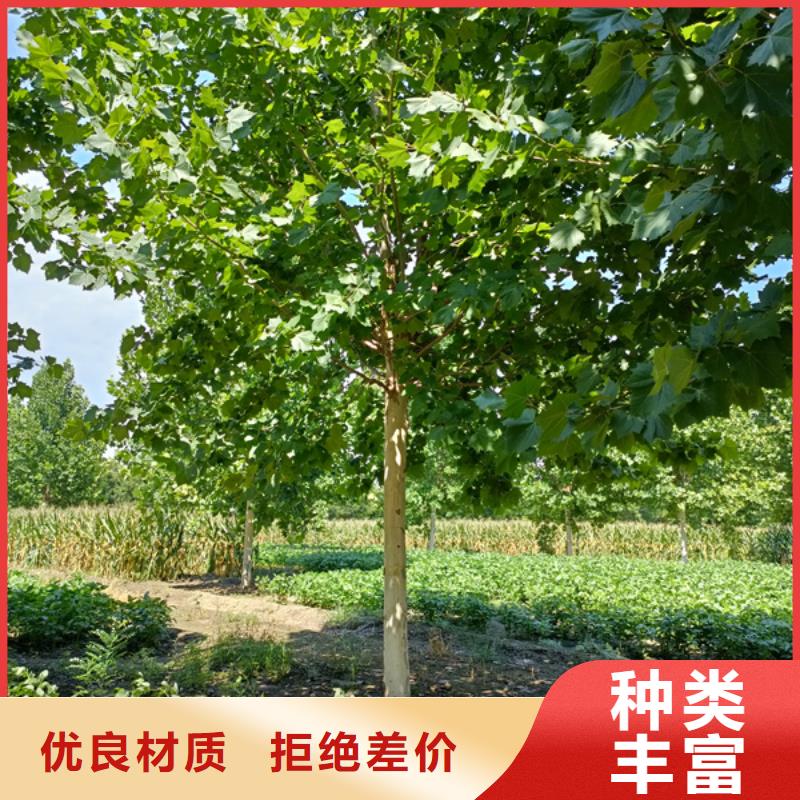 美国红枫视频-美国红枫-翌昊苗木种植基地(昭通市分公司)服务区域昭阳|镇雄|保山|丽江|曲靖|玉溪|临沧|迪庆