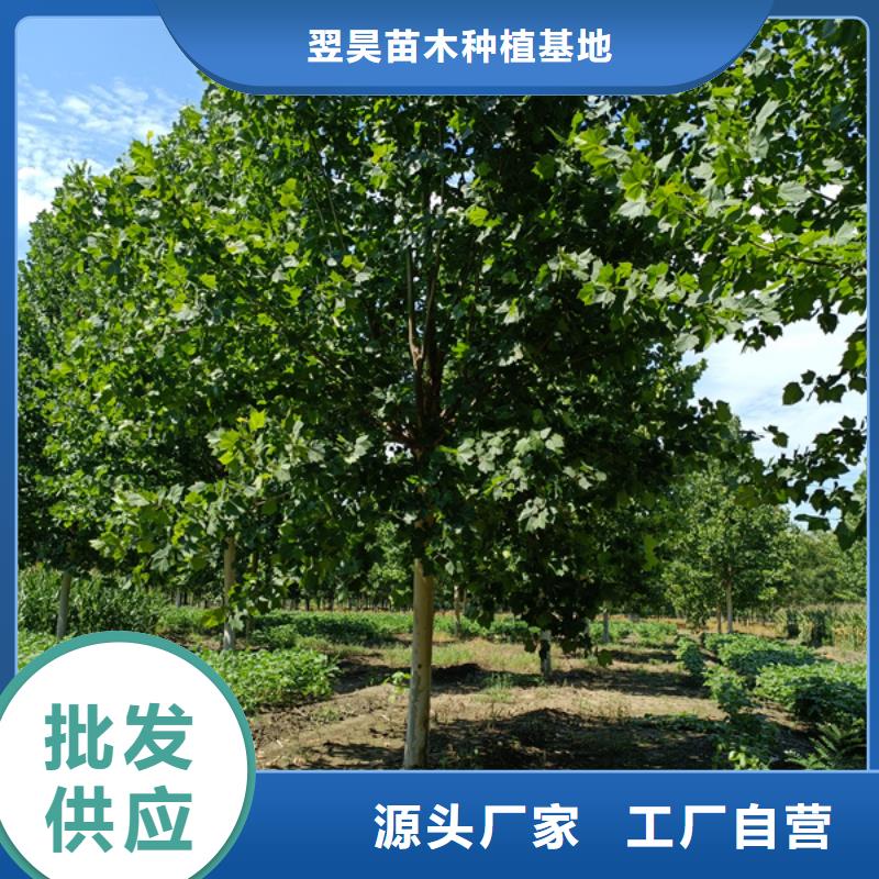 美国红枫视频-美国红枫|甘肃省合作市|卓尼|玛曲|酒泉|嘉峪关|天水|陇南|白银|临夏|金昌