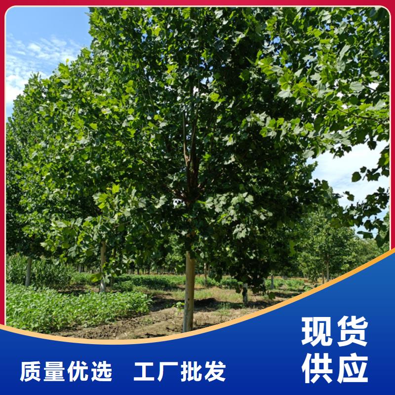 法桐五角枫货品齐全