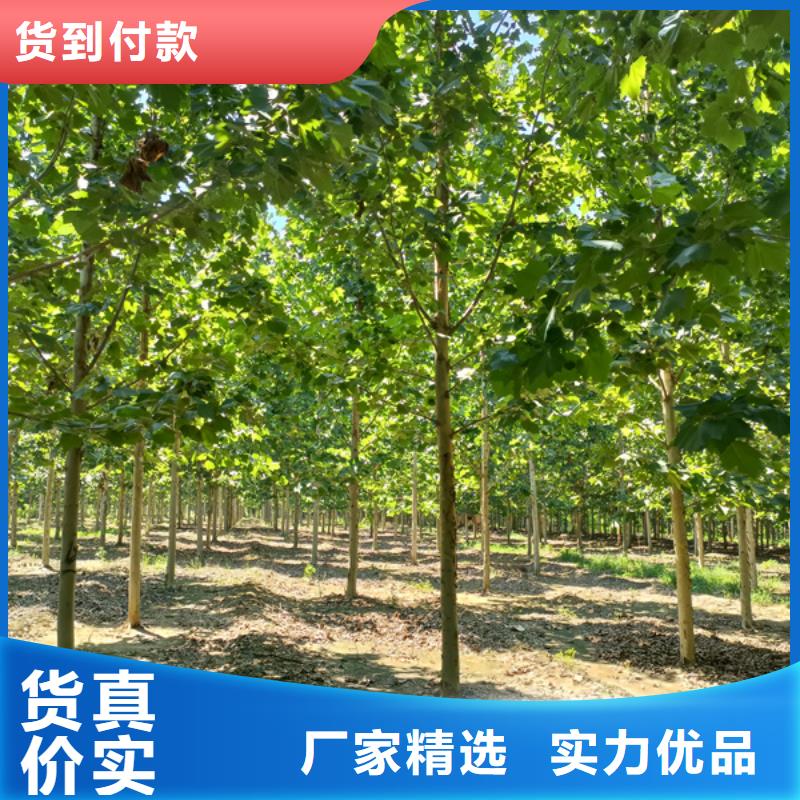 法桐截杆发帽价格低