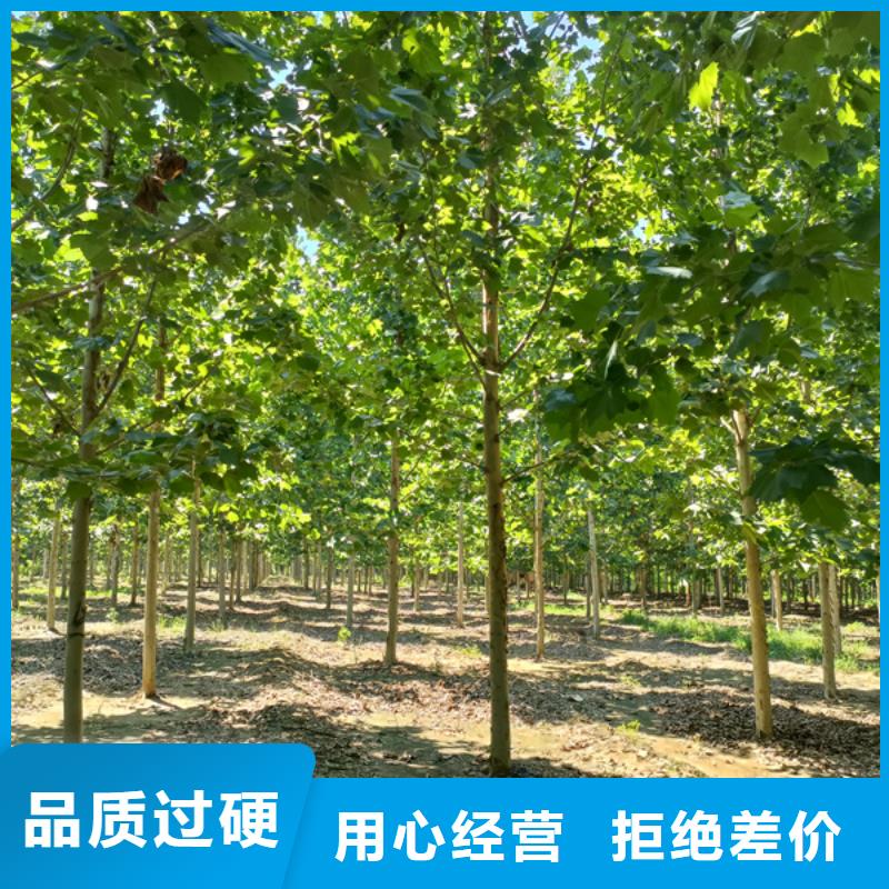 法桐美国红枫多行业适用