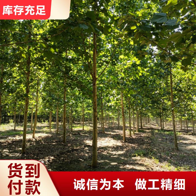 法桐_白蜡出厂价
