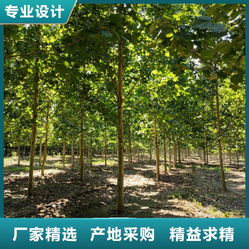 法桐-金叶复叶槭供您所需