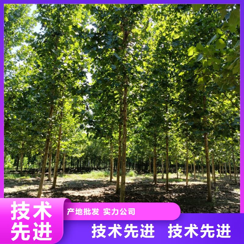 法桐美国红枫客户信赖的厂家
